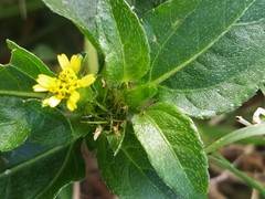 Calyptocarpus vialis