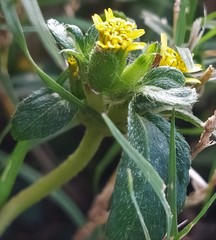 Calyptocarpus vialis