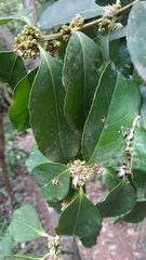Ilex ficoidea