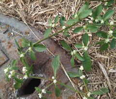 Alternanthera bettzickiana