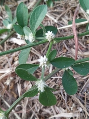 Alternanthera bettzickiana
