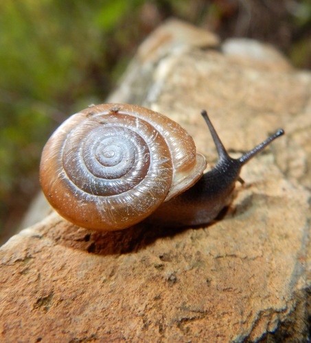 Sangre de Cristo Woodlandsnail