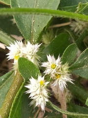 Alternanthera bettzickiana