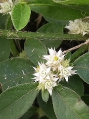 Alternanthera bettzickiana