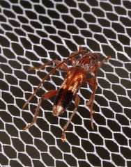 Coptocercus aberrans