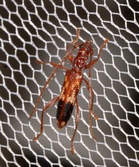 Coptocercus aberrans