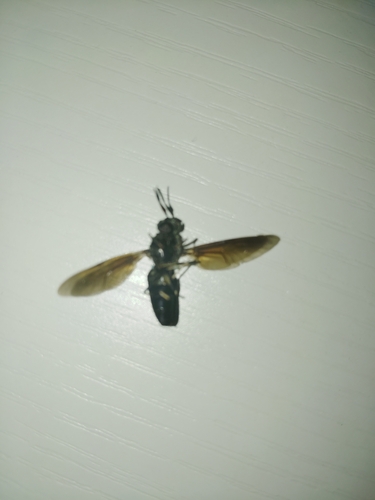 Unknown species found near Springdale, AR, USA