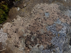 Placopsis perrugosa