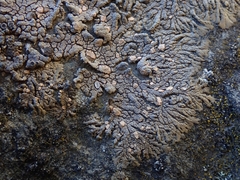 Placopsis perrugosa