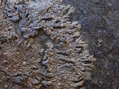 Placopsis perrugosa