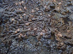 Placopsis perrugosa