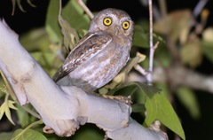 Micrathene whitneyi