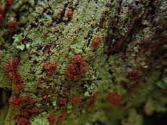 Trapeliopsis congregans