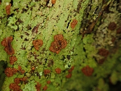 Trapeliopsis congregans