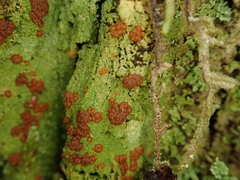 Trapeliopsis congregans