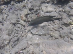 Ctenochaetus binotatus