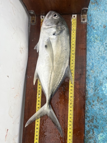 Photo of Pacific crevalle jack (Caranx caninus)