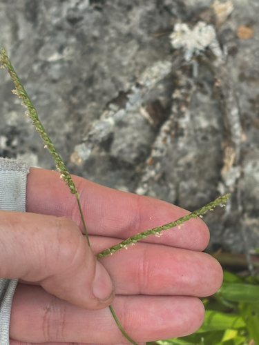 rustyseed paspalum (Paspalum langei)