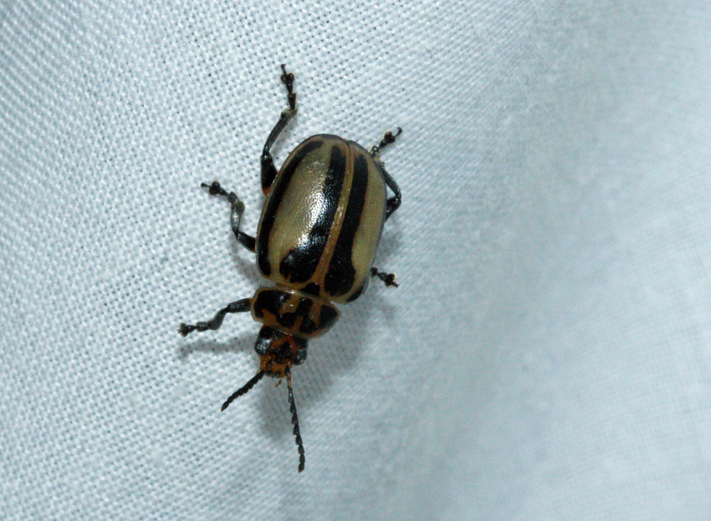 Diamphidia vittatipennis