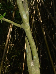 Casearia decandra, photograph (c) vinicius_s_domingues, some rights reserved (CC BY)