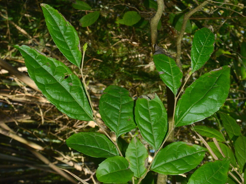 Casearia decandra, photograph 5