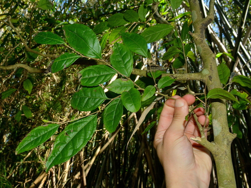 Casearia decandra, photograph 4