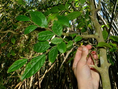 Casearia decandra, photograph (c) vinicius_s_domingues, some rights reserved (CC BY)