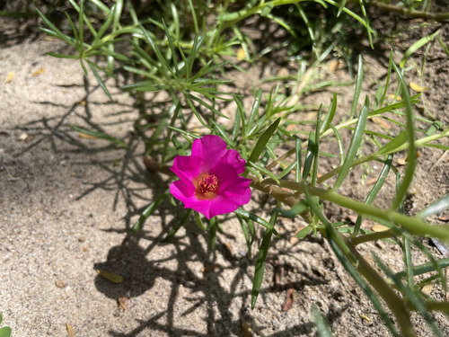 Portulaca grandiflora 'Samba Pink'