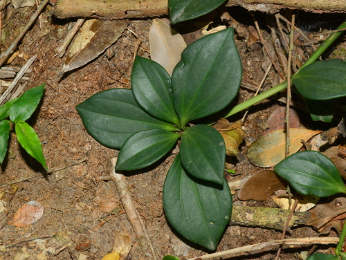 Peperomia (Peperomia pereskiifolia)