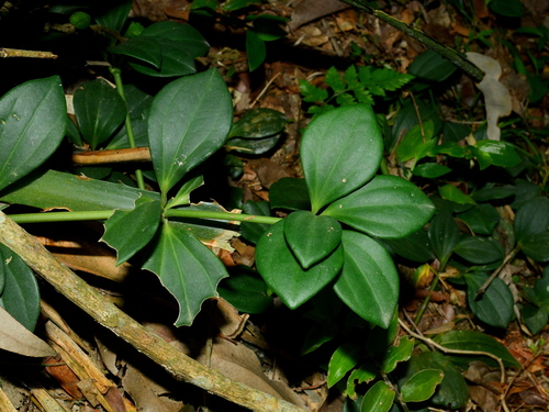 Peperomia pereskiifolia, photograph 3
