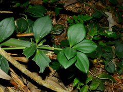 Peperomia pereskiifolia, photograph (c) vinicius_s_domingues, some rights reserved (CC BY)