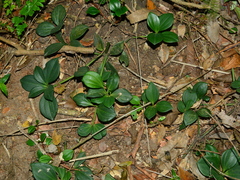 Peperomia pereskiifolia, photograph (c) vinicius_s_domingues, some rights reserved (CC BY)