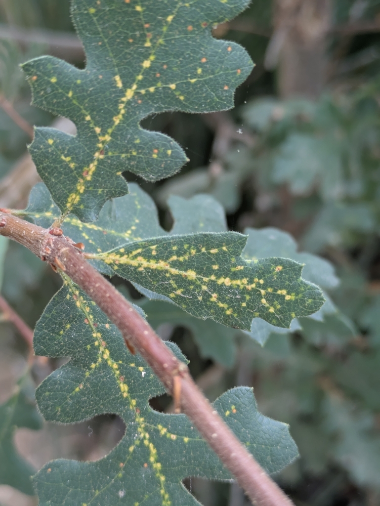 Oakleaf phylloxera aphid