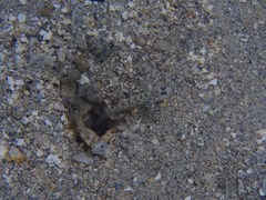 Ctenogobiops feroculus