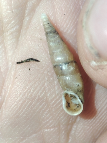 Cochlodina comensis observed 2025-09-06