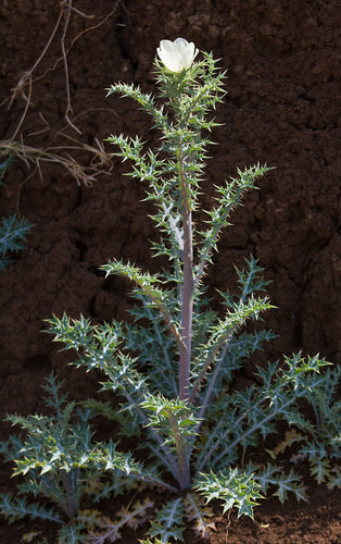Mexican Poppy