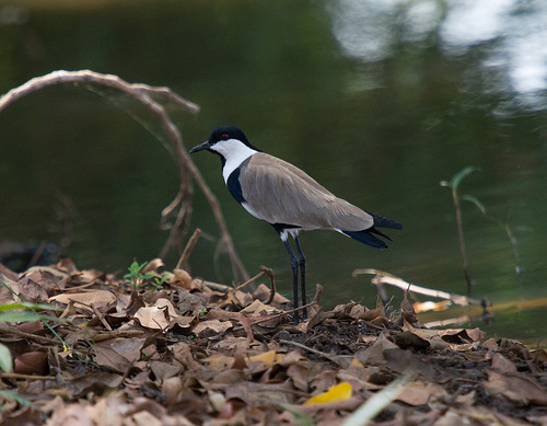 Spur-winged Lapwing