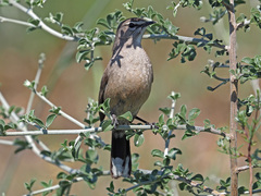 Cercotrichas coryphoeus cinerea