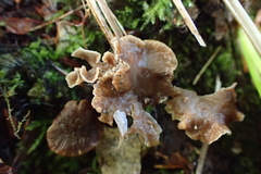 Craterellus sinuosus