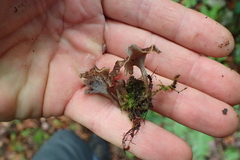 Craterellus sinuosus