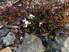 Viola serpentinicola