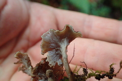 Craterellus sinuosus