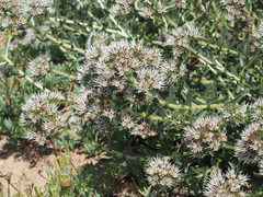 Lobostemon capitatus