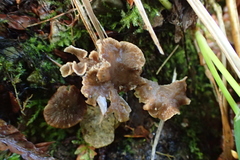 Craterellus sinuosus
