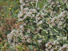 Lobostemon capitatus