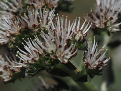 Lobostemon capitatus