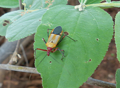 Pseudophonoctonus formosus