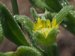 Cleretum papulosum
