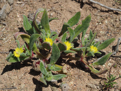 Cleretum papulosum