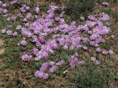 Lampranthus debilis